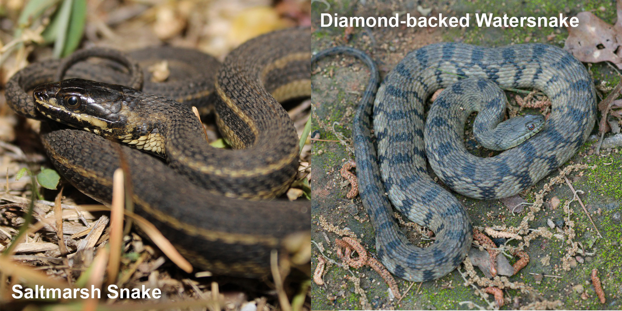 Diamond Backed Watersnake Florida Snake Id Guide