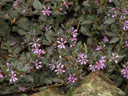 Purple Profusion Cuphea Shopping