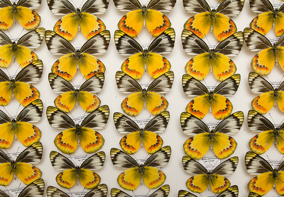 yellow butterflies, half header