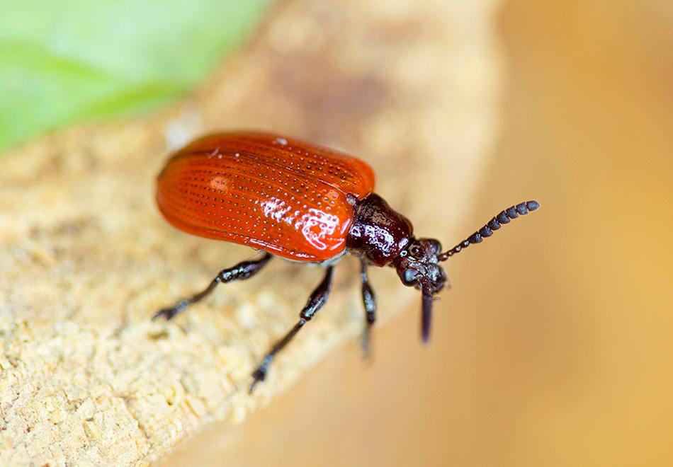 Air potato leaf beetle. Photo by Eric Zamora