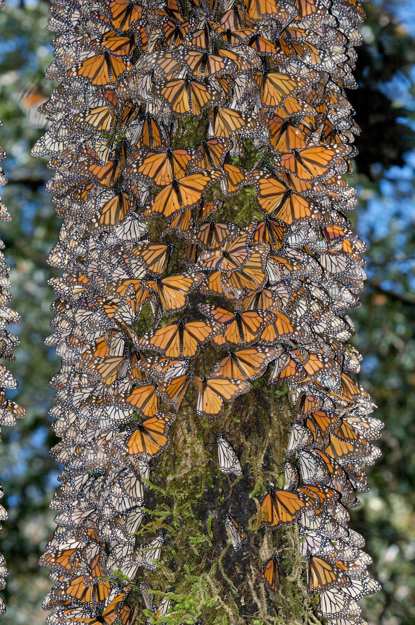 Monarch Migration In Mexico Florida Museum