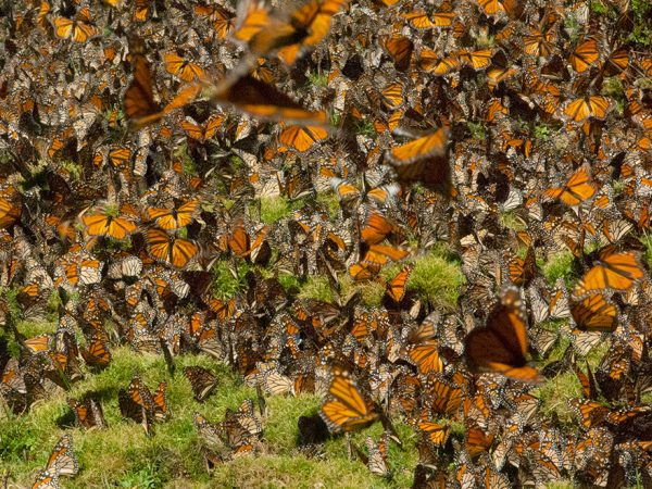 monarch butterflies