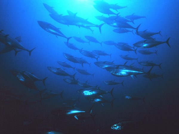 Bluefin tuna school