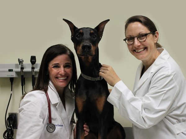 veterinarians