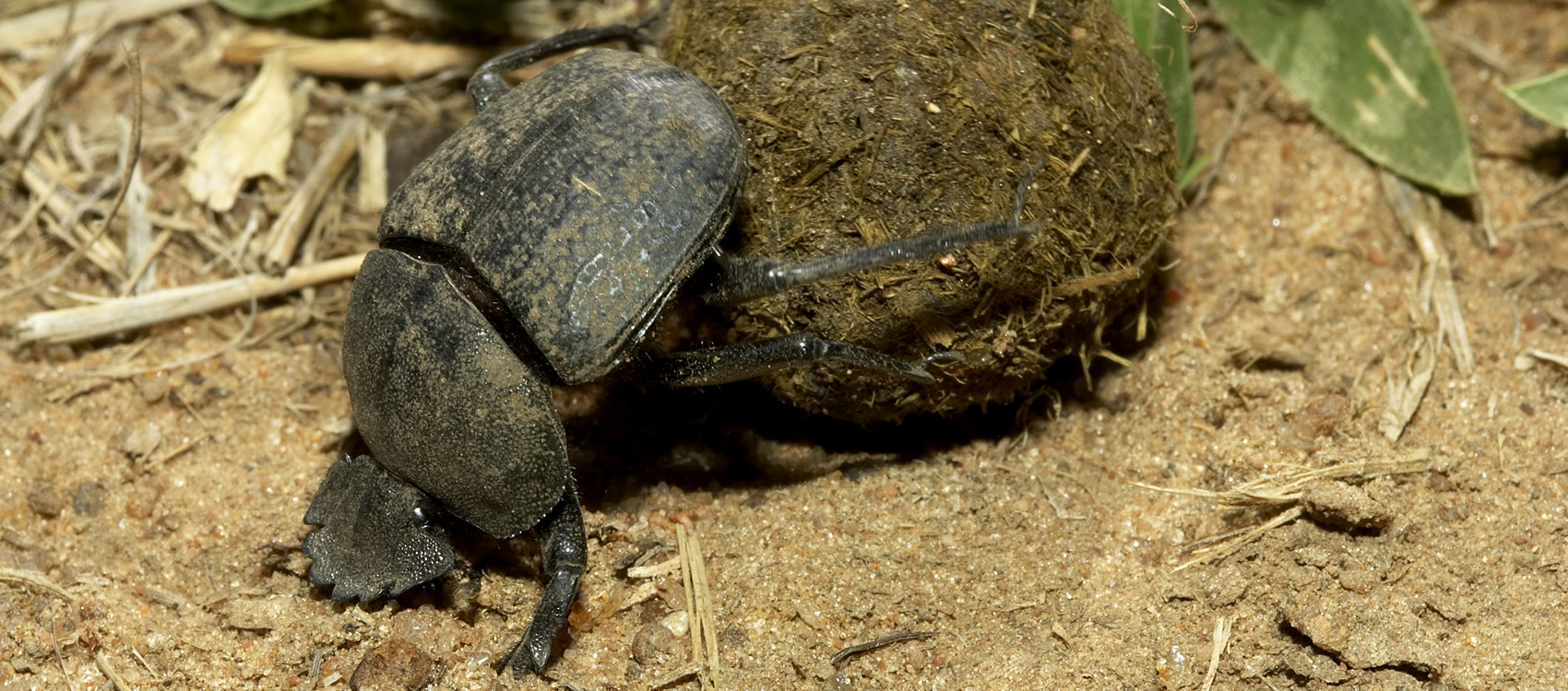 dung beetle rolling a ball of dung