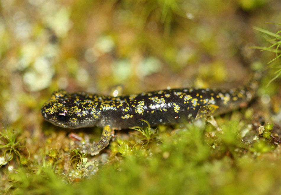 salamander on moss