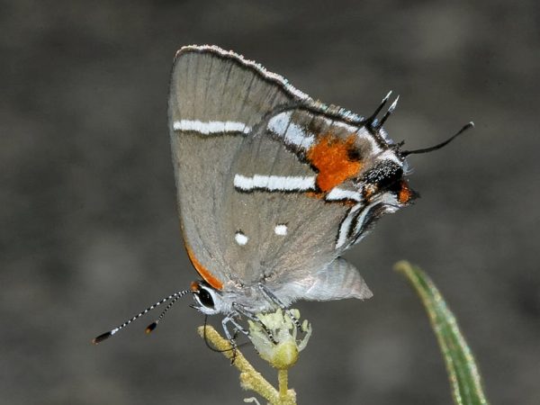 Bartram's scrub hairstreak, half header