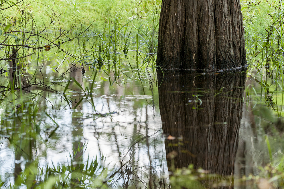 tree in swampy water