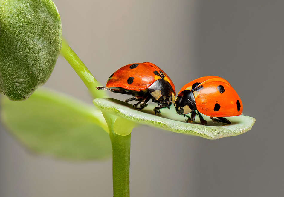 two ladybugs on a leaf