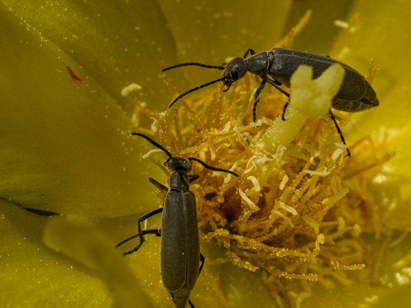 insects in yellow flower