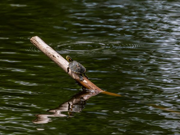 a small turtle sits on a branch poking out of a body of water