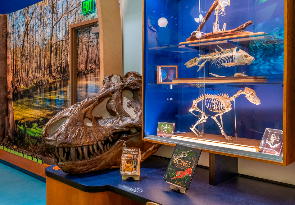 a museum exhibit space has several small skeletons on display in a glass cupboard and books and a huge dinosaur skull on the desk in front of that