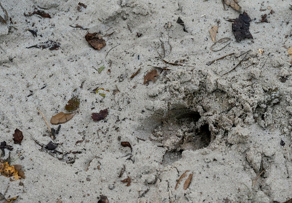 deer track in sand