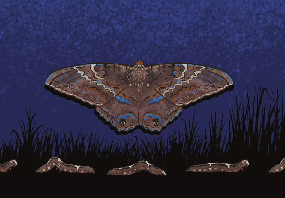 a large moth with subtle but intricate designs on its triangular brown wings is displayed on a dark blue, textured background above illustrated black grass silhouettes and a row of caterpillars crawling along the bottom edge of the graphi