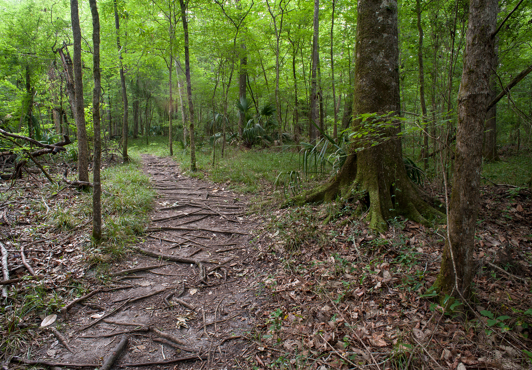 trail in forest