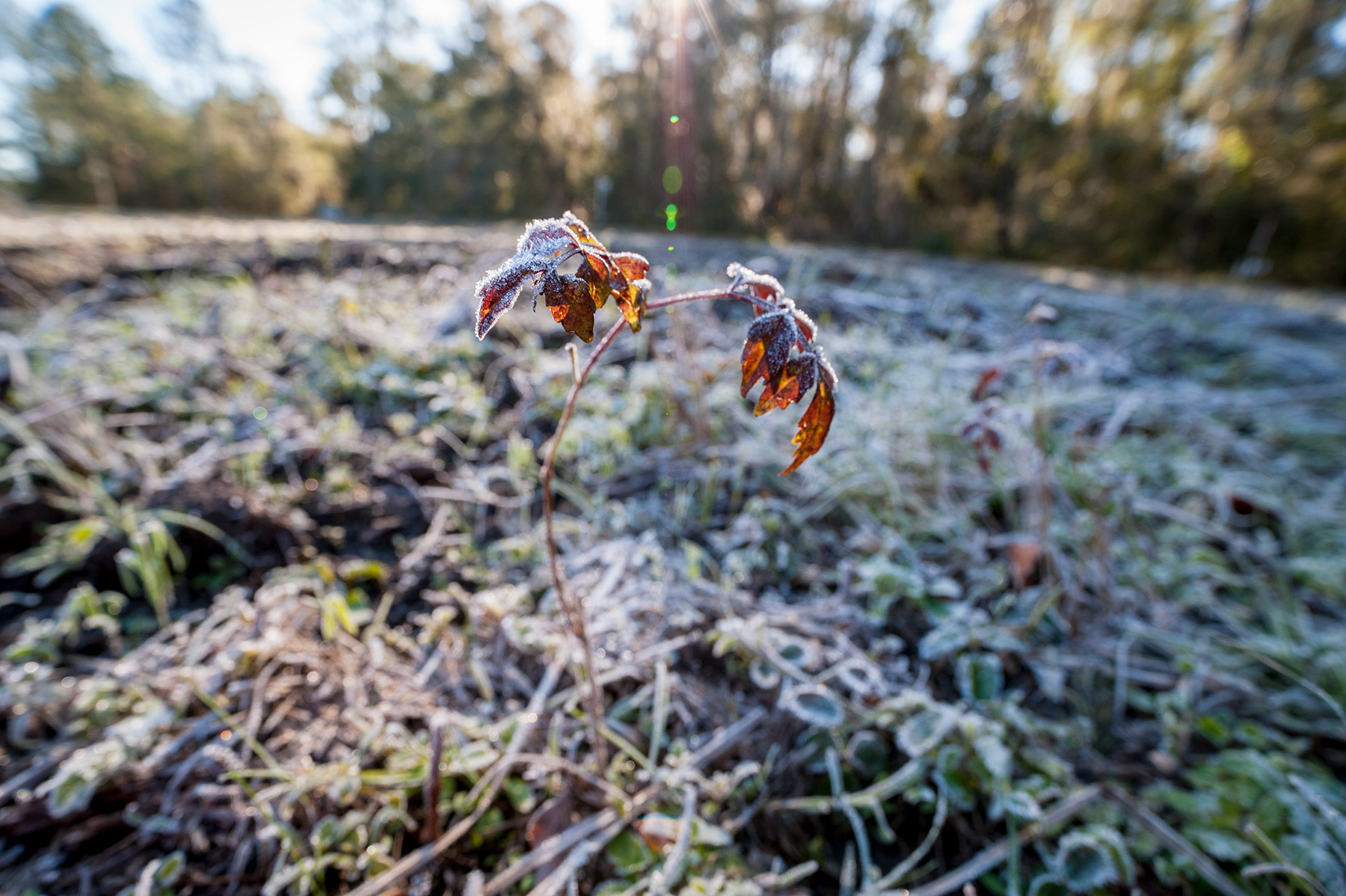 small plant with two frost covered leaves