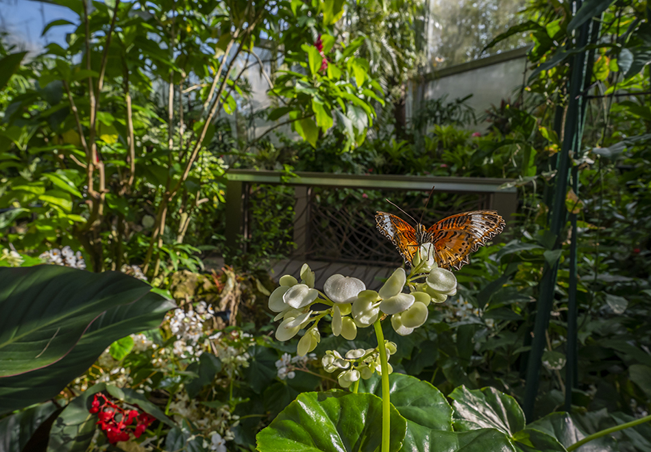 orange butterfly on white flowers