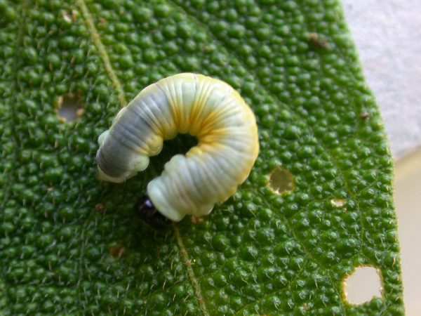 Hyalyris ocna – Systematics of Neotropical Butterflies