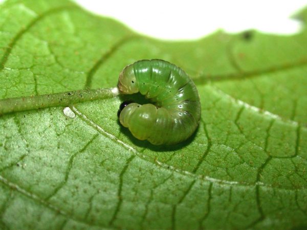 Oleria makrena – Systematics of Neotropical Butterflies