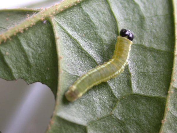 Pteronymia serrata – Systematics of Neotropical Butterflies