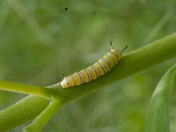 a tiny caterpillar walks along a green stem against green leaves
