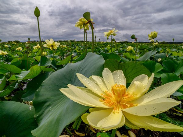 a large field of lilies scattered with soft yellow flowers blooming up through a thick sea of leathery flat leaves under a dramatically cloudy sky