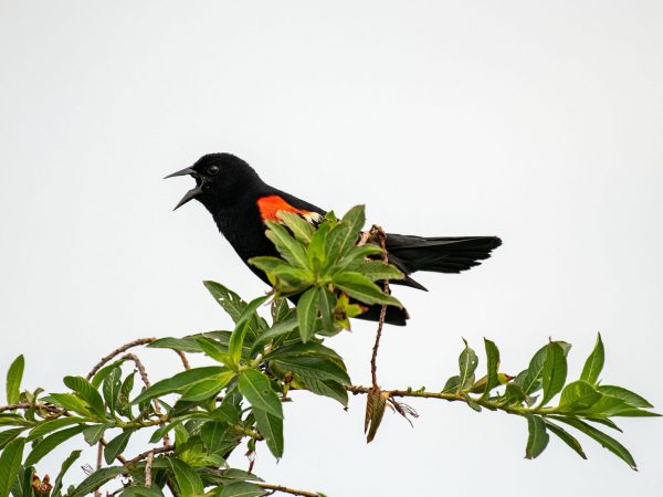 a black bird with red shoulder sits in the top of a tree with its beak open singing