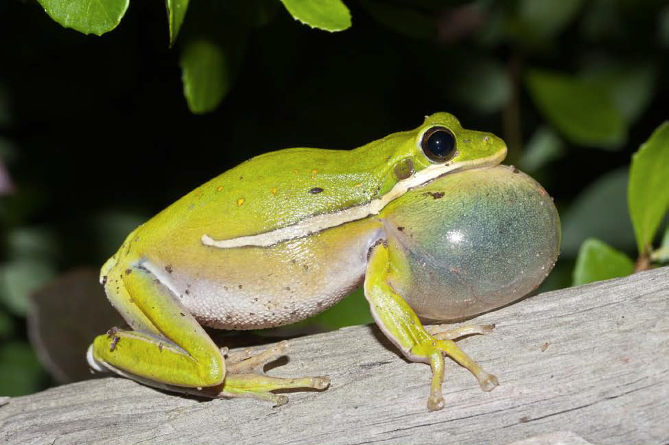 green tree frog