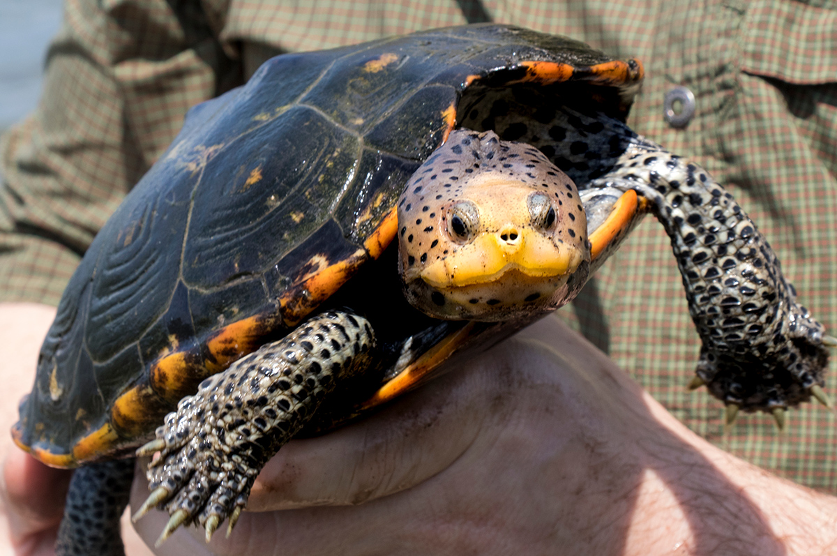 Florida Amphibians & Reptiles Discover Herpetology