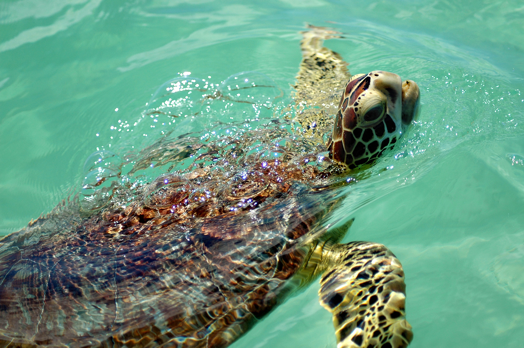Archie Carr Center For Sea Turtle Research Saving Wildlife