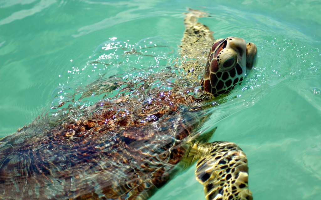 sea-turtles-saving-wildlife