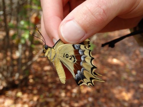 Researchers are using the world's largest butterfly collection to learn  about and help protect these fragile insects - News - University of Florida
