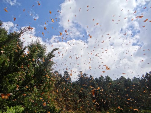 Roadways for monarchs – Saving Wildlife