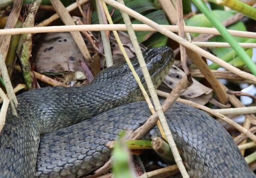 cobra escura no pântano