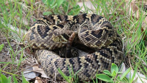 Eastern Diamond-backed Rattlesnake – Florida Snake ID Guide