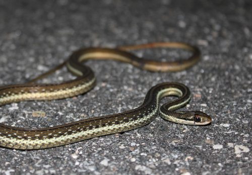 Common Gartersnake Florida Snake Id Guide
