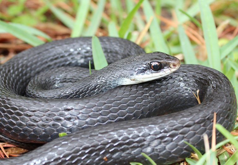 Eastern Indigo Snake Florida Snake ID Guide   IMG 2389 S 768x534 