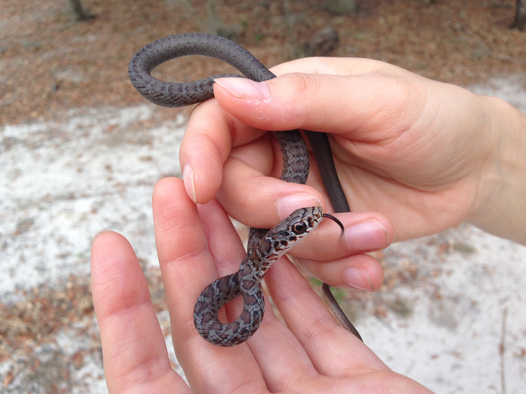North American Racer – Florida Snake ID Guide