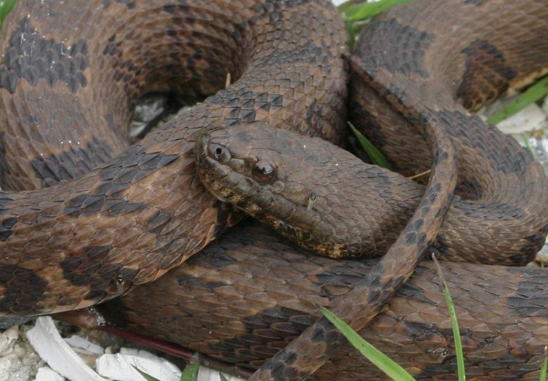 Plain-bellied Watersnake – Florida Snake ID Guide