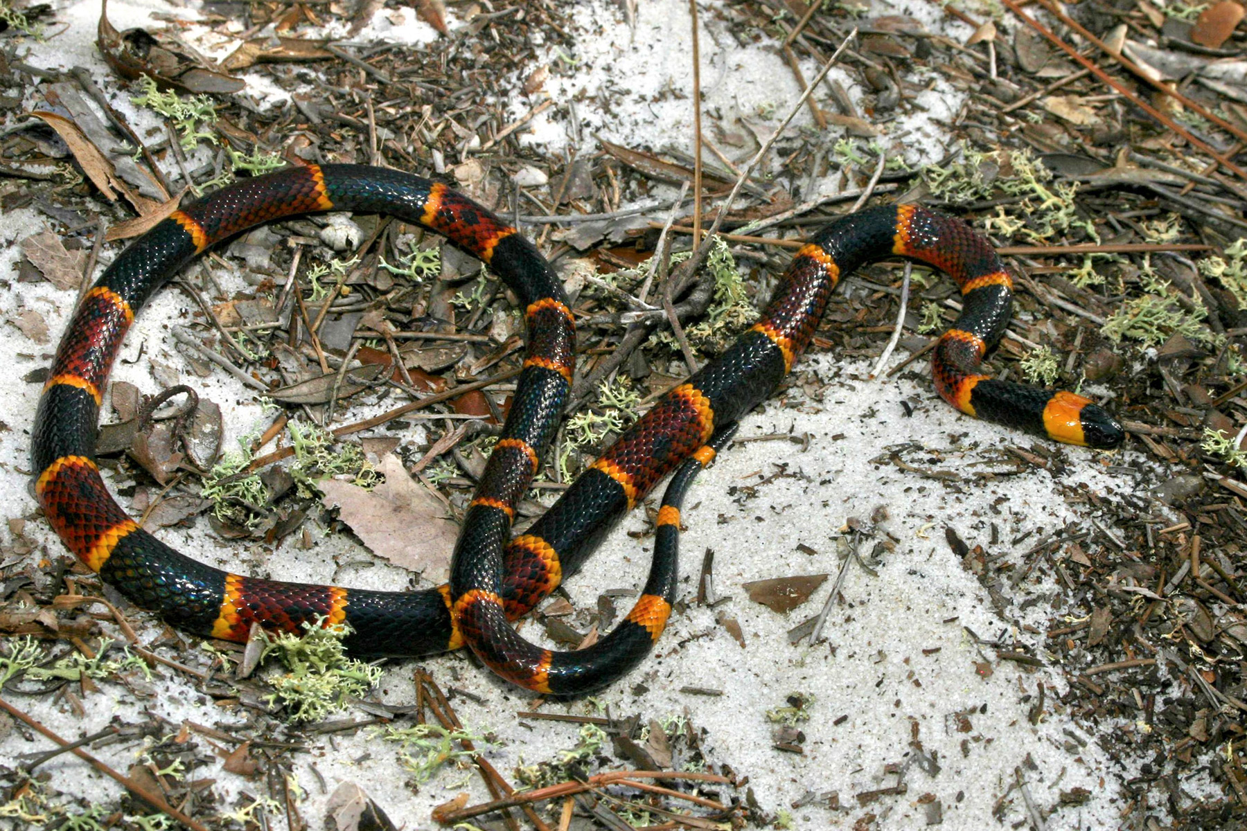 Coral Snake in Florida Everglades Holiday Park