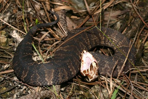 Venomous Snake Statement – Florida Snake ID Guide