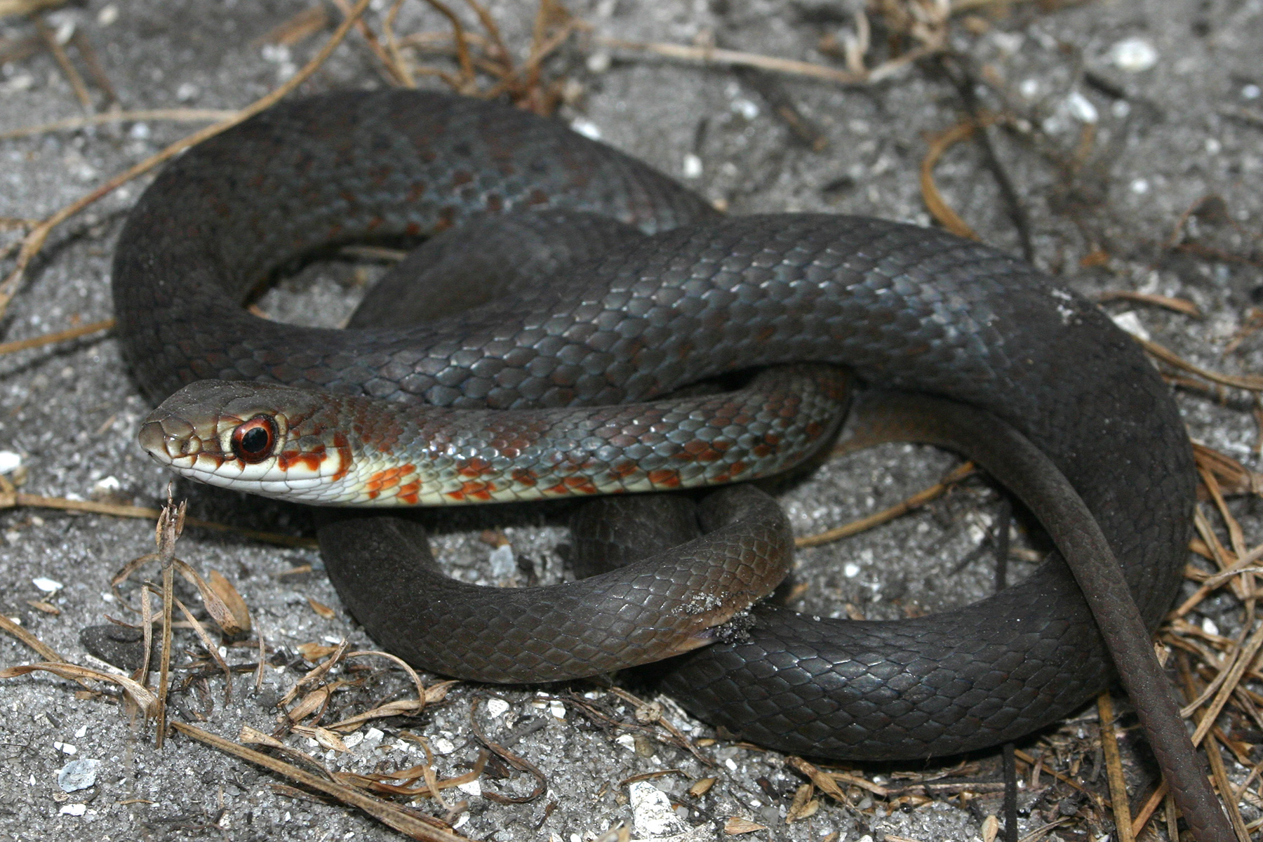 black racer snake bite