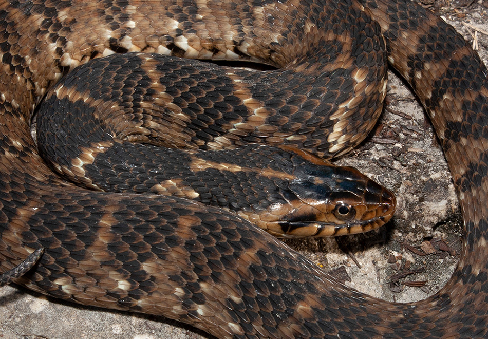 Burmese Python – Florida Snake ID Guide