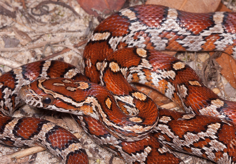 colorful non poisonous snakes
