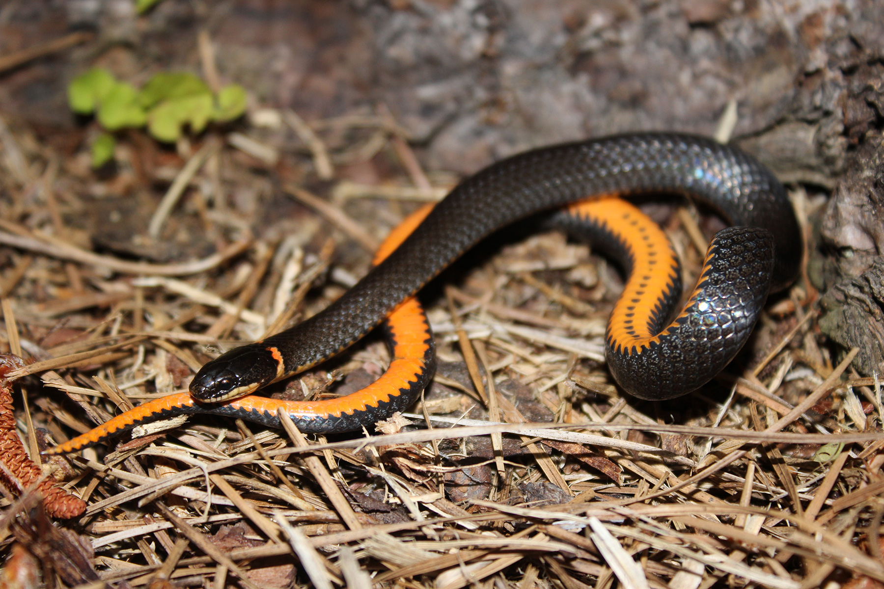 Black-and-yellow mangrove snake | Britannica