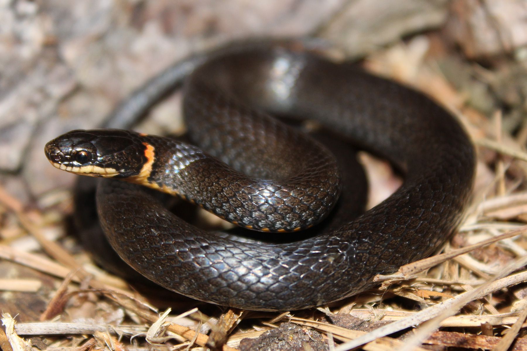 Ring-necked Snake - Florida Snake ID Guide