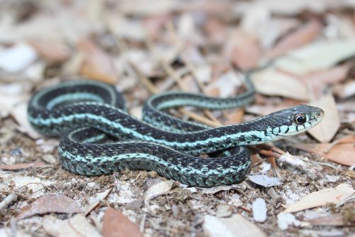 Common Gartersnake – Florida Snake ID Guide