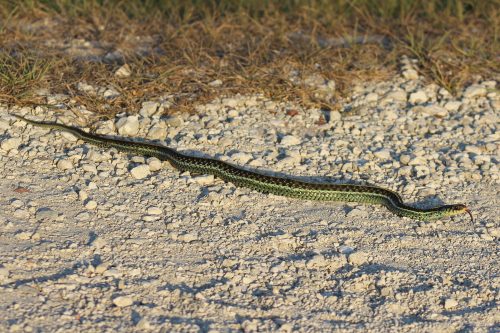 Common Gartersnake – Florida Snake ID Guide