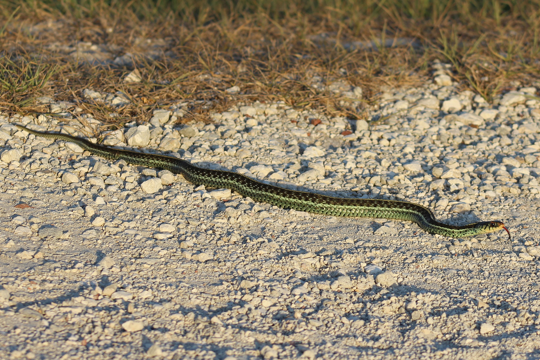 Smooth Greensnake (A Guide to Snakes of Southeast Texas) · iNaturalist