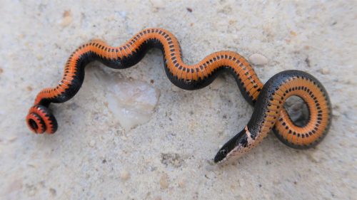 Ring-necked Snake – Florida Snake ID Guide